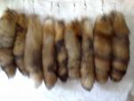 куплю хвосты чернобурки,огнёвки,исландской лисы.