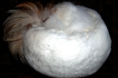  белая шапка, (женский головной убор) из птичьего меха с отделкой перьями