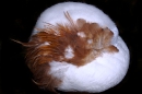 модель шапки, (женский головной убор) из птичьего меха с отделкой красно коричневыми перьями