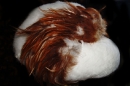 шапка из птичьего меха (головной убор белого цвета из шкур птиц) украшенная длинными перьями 
