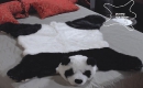  коврик из искусственного меха в виде панды