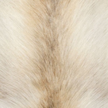 Мех арктический енот