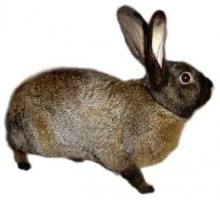 Мех кролика породы Советский мандер.
